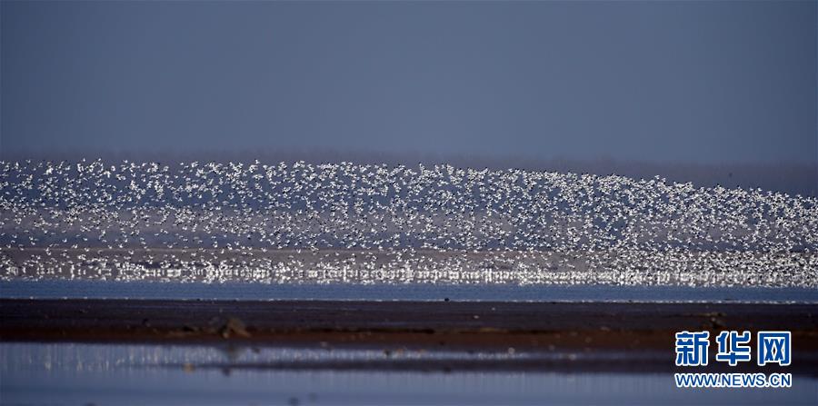 （环境）（9）万鸟翔集洞庭湿地