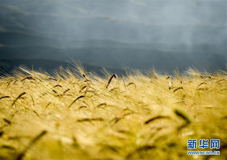 （美丽中国）（1）新疆：麦海秋韵