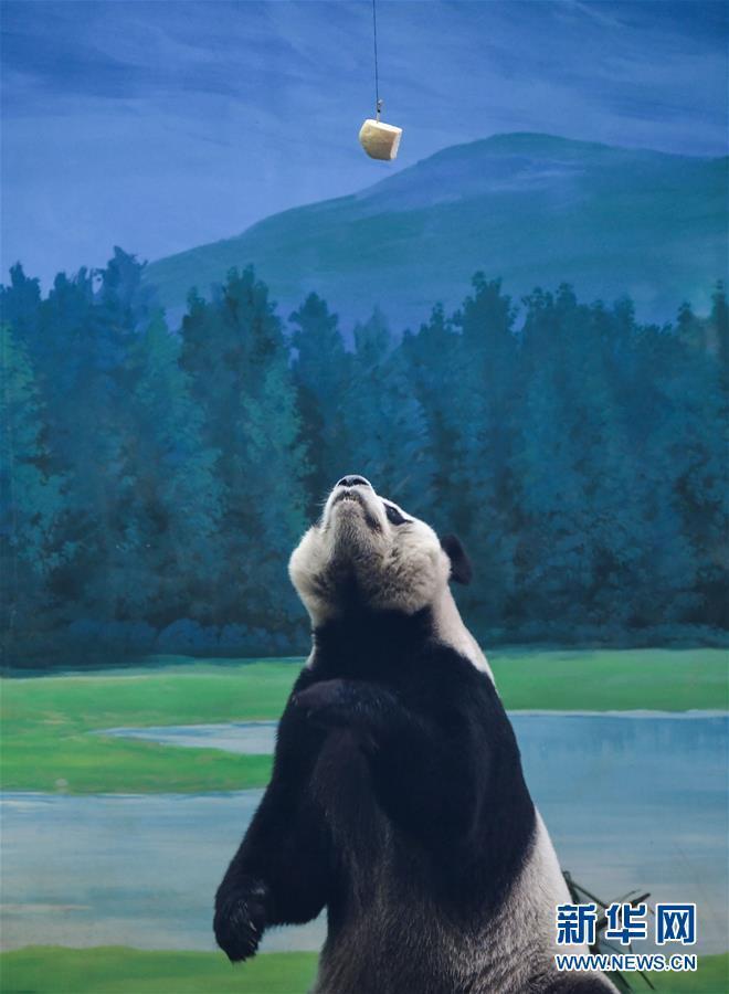 （社会）（6）大陆赠台大熊猫“团团”“圆圆”欢度14岁生日