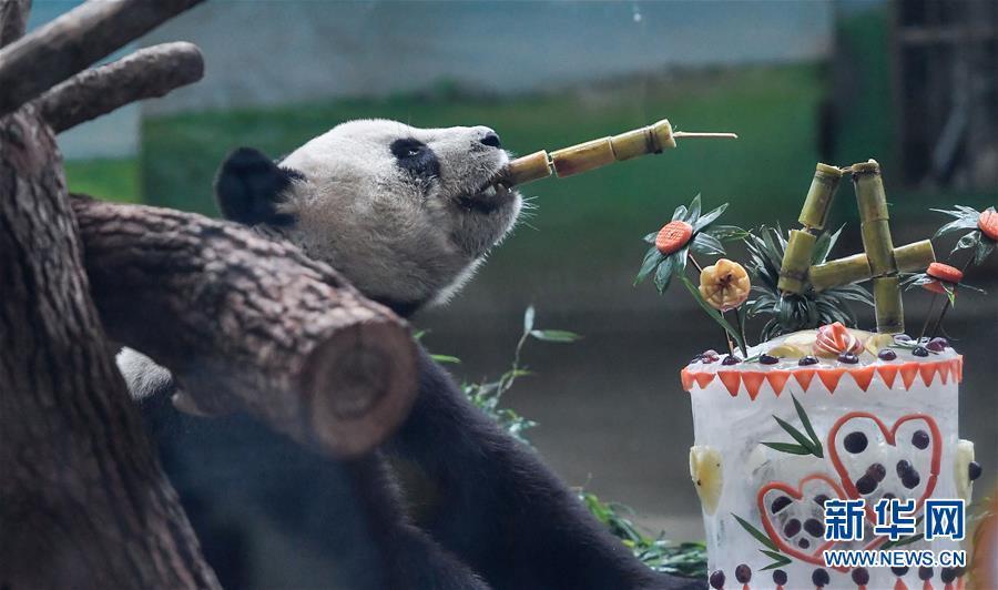（社会）（3）大陆赠台大熊猫“团团”“圆圆”欢度14岁生日