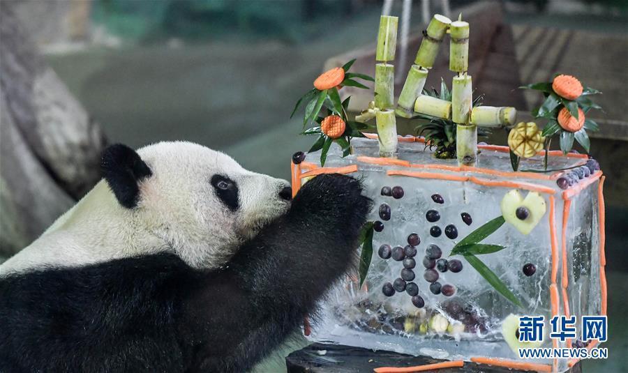 （社会）（1）大陆赠台大熊猫“团团”“圆圆”欢度14岁生日
