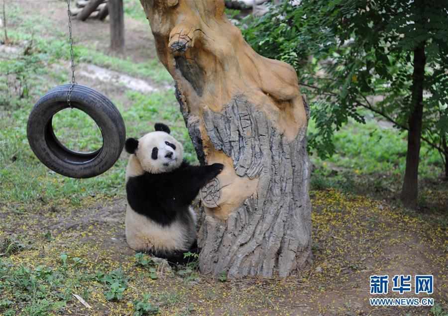 （社会）（5）熊猫初长成