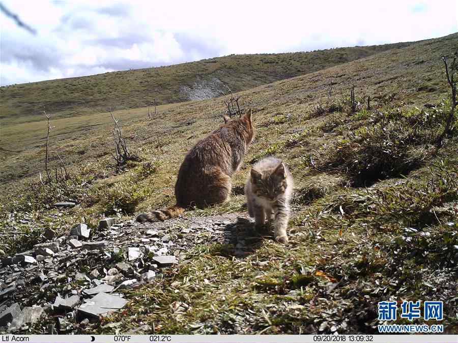 （图文互动）（2）三江源地区首次记录到荒漠猫抚育幼崽影像