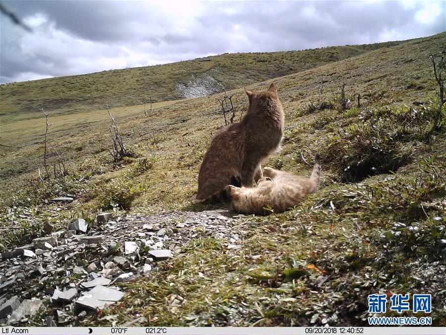 （图文互动）（4）三江源地区首次记录到荒漠猫抚育幼崽影像