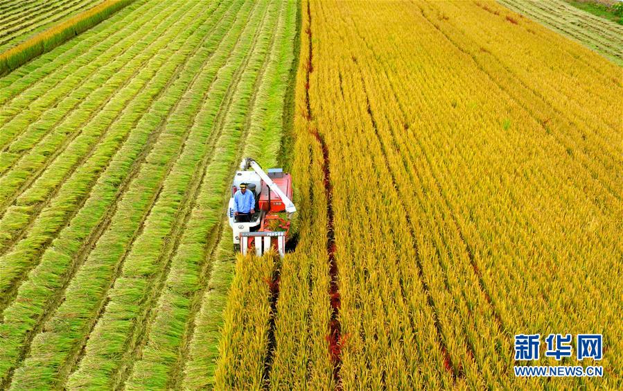 #（经济）（3）淮安水稻进入收割阶段