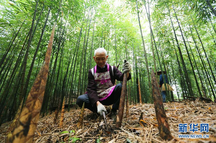 #（经济）（1）贵州赤水：5万余亩大竹笋迎来收获季