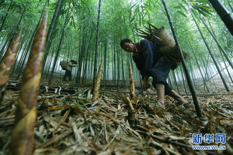 #（经济）（2）贵州赤水：5万余亩大竹笋迎来收获季