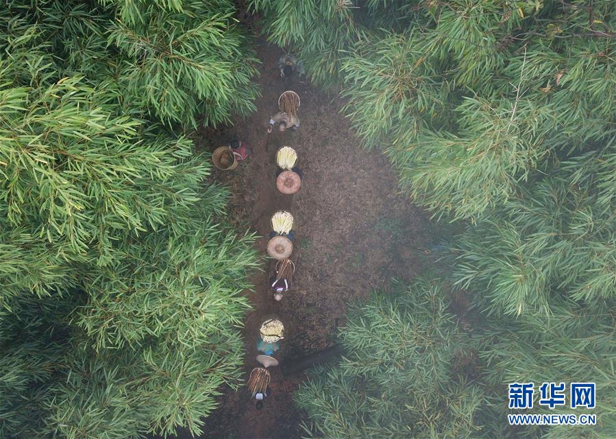 #（经济）（3）贵州赤水：5万余亩大竹笋迎来收获季