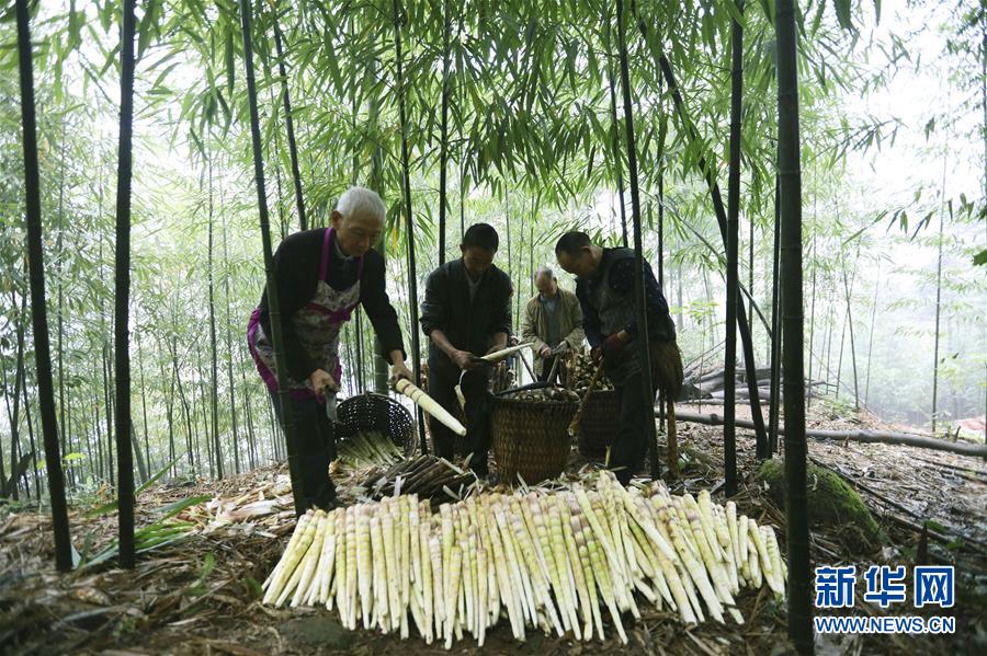 #（经济）（5）贵州赤水：5万余亩大竹笋迎来收获季
