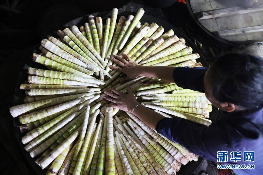 #（经济）（6）贵州赤水：5万余亩大竹笋迎来收获季