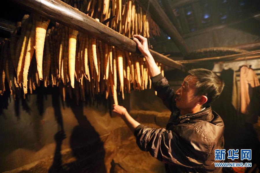 #（经济）（8）贵州赤水：5万余亩大竹笋迎来收获季