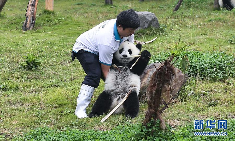 （图文互动）（6）国家林业和草原局发布最新圈养大熊猫数据