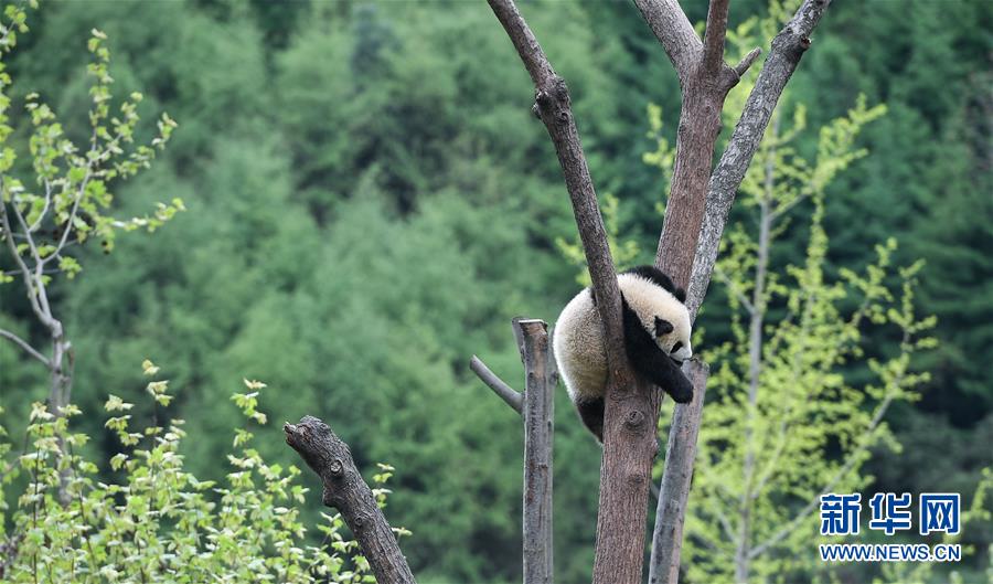 （图文互动）（7）国家林业和草原局发布最新圈养大熊猫数据