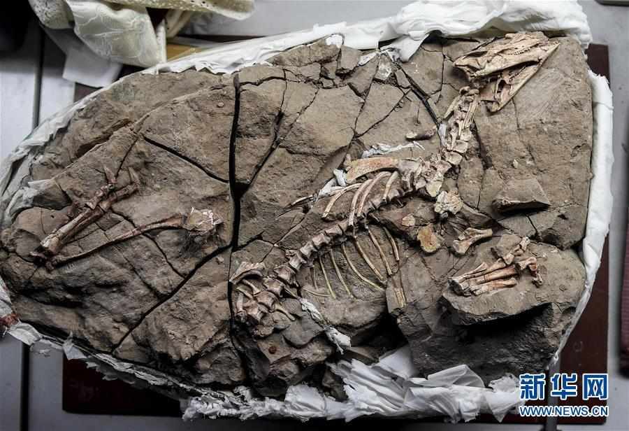 （科技）（1）吉林大学科研团队发现恐龙牙釉质波纹构造的最早记录