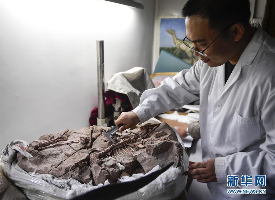（科技）（5）吉林大学科研团队发现恐龙牙釉质波纹构造的最早记录