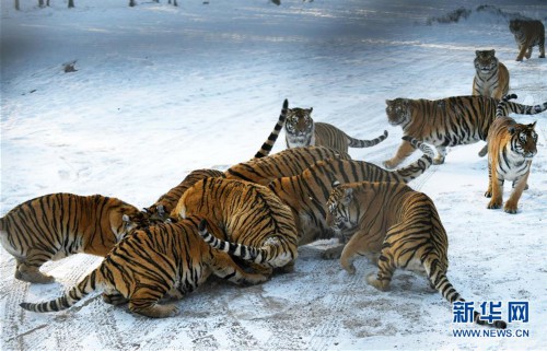 （环境）（3）东北虎林园：老虎“换装”、“增膘”越冬