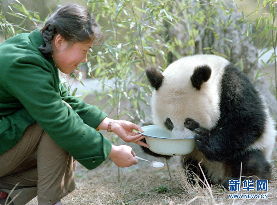 （新华网·图文互动）（6）“熊猫小姐”和世界级萌宠的故事