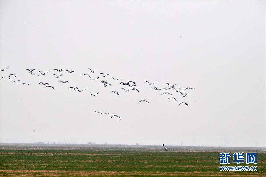 （环境）（5）河南黄河湿地现“万鸟飞临”景观