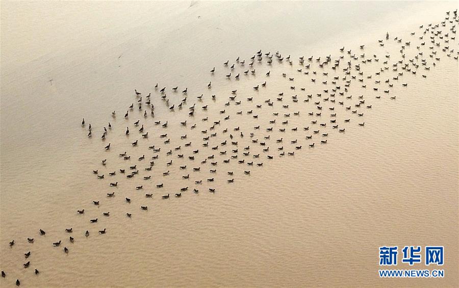 （环境）（2）河南黄河湿地现“万鸟飞临”景观