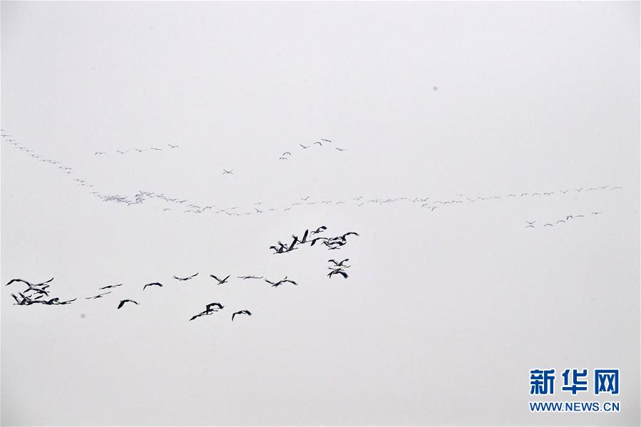 （环境）（3）河南黄河湿地现“万鸟飞临”景观