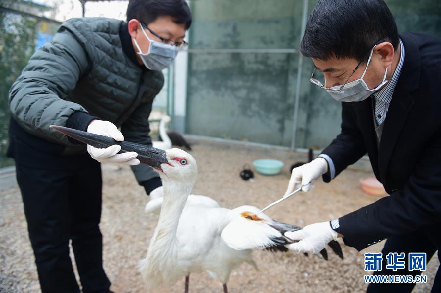 #（环境）（2）河北沧州：“候鸟医院”救治忙