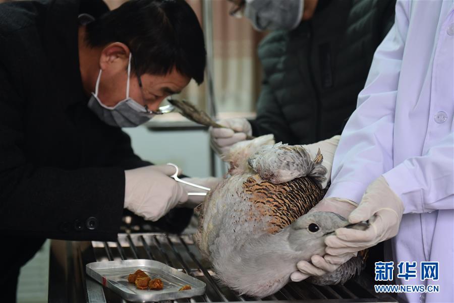 #（环境）（5）河北沧州：“候鸟医院”救治忙