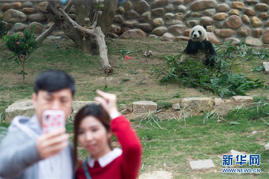 （XHDW）（2）澳门大熊猫馆免费开放庆佳节