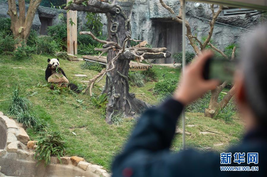 （XHDW）（3）澳门大熊猫馆免费开放庆佳节