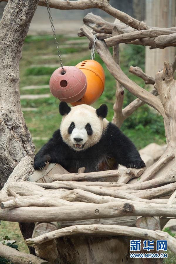 （XHDW）（4）澳门大熊猫馆免费开放庆佳节