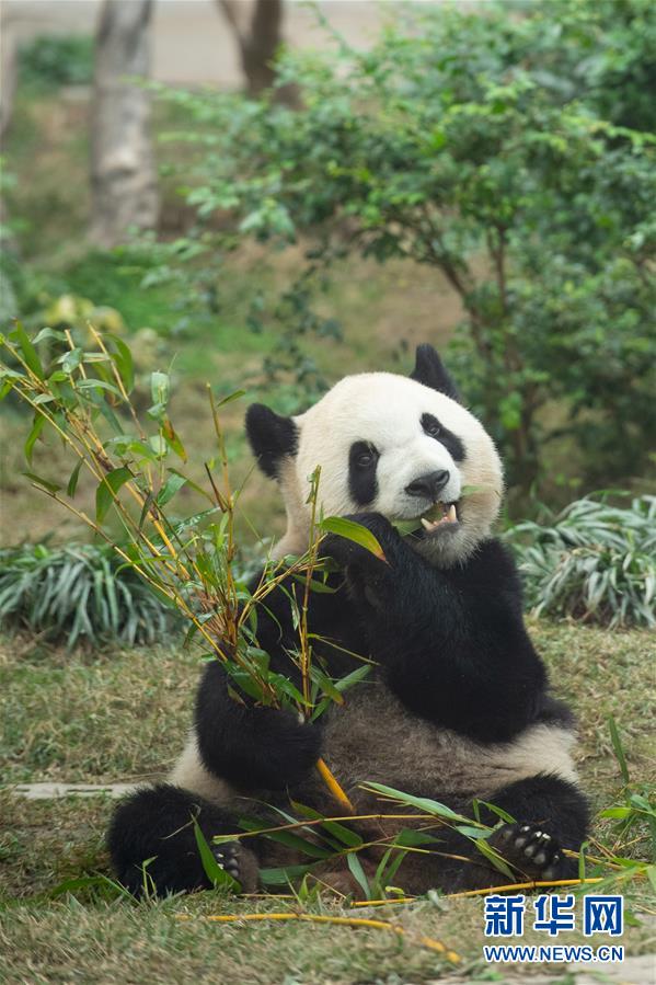 （XHDW）（5）澳门大熊猫馆免费开放庆佳节