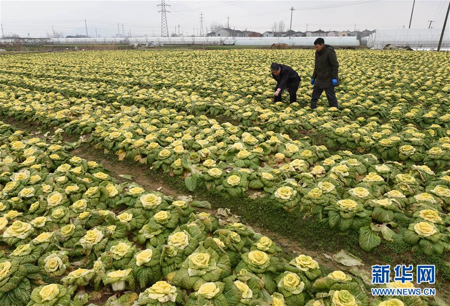 （社会）（3）南京：“玫瑰白菜”面市