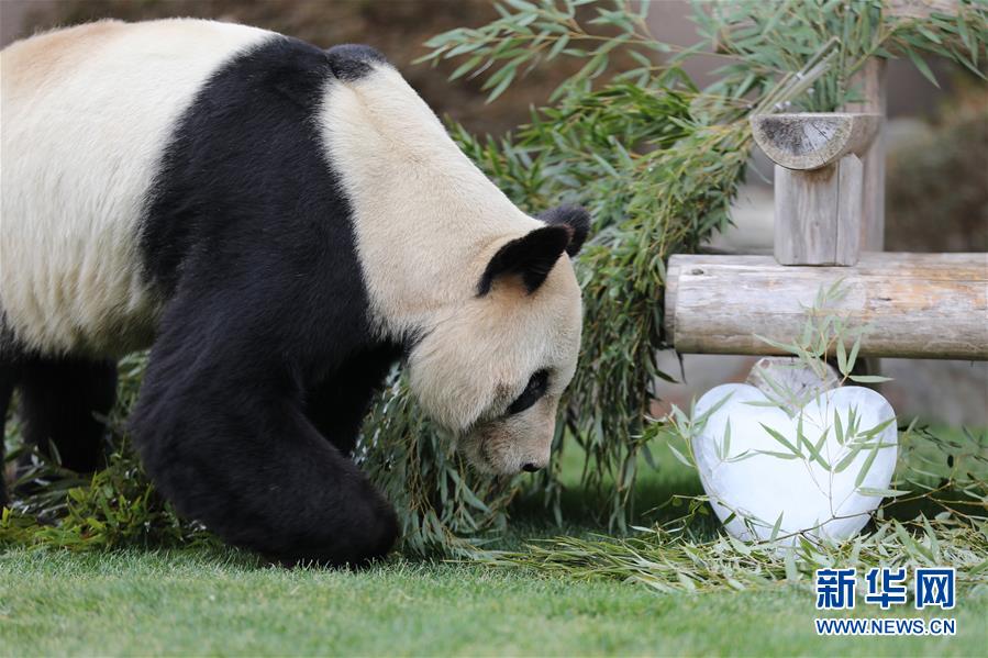 （国际）（3）大熊猫“永明”：我收到礼物了！ 