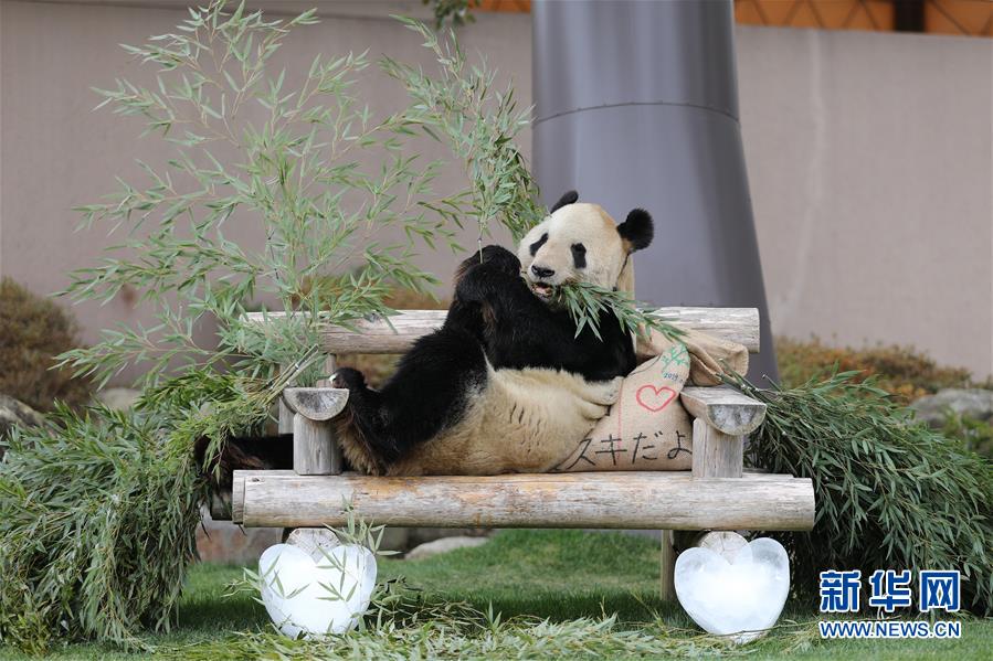 （国际）（5）大熊猫“永明”：我收到礼物了！ 
