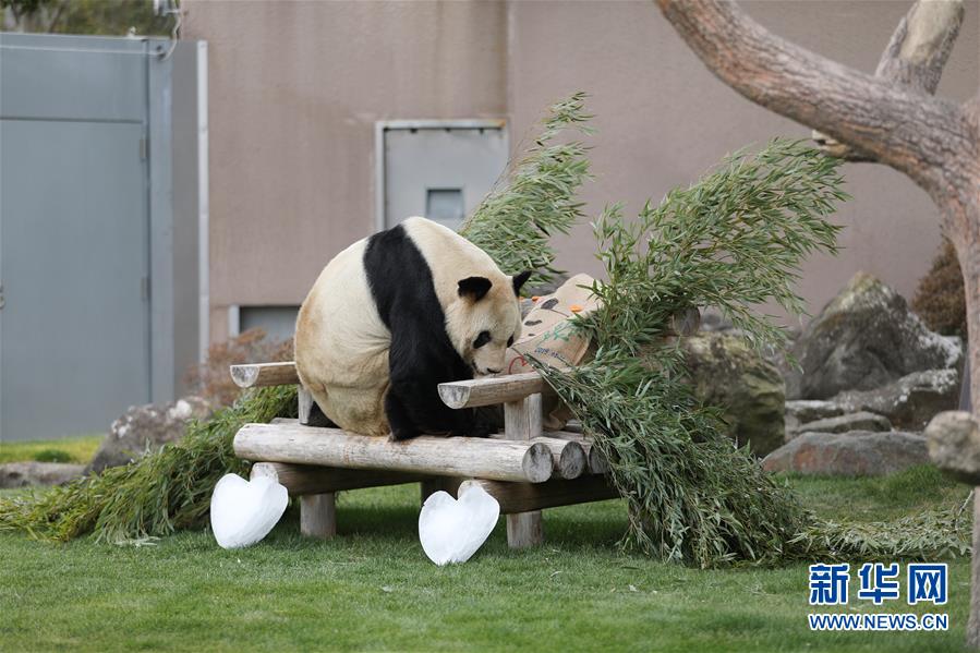（国际）（6）大熊猫“永明”：我收到礼物了！ 