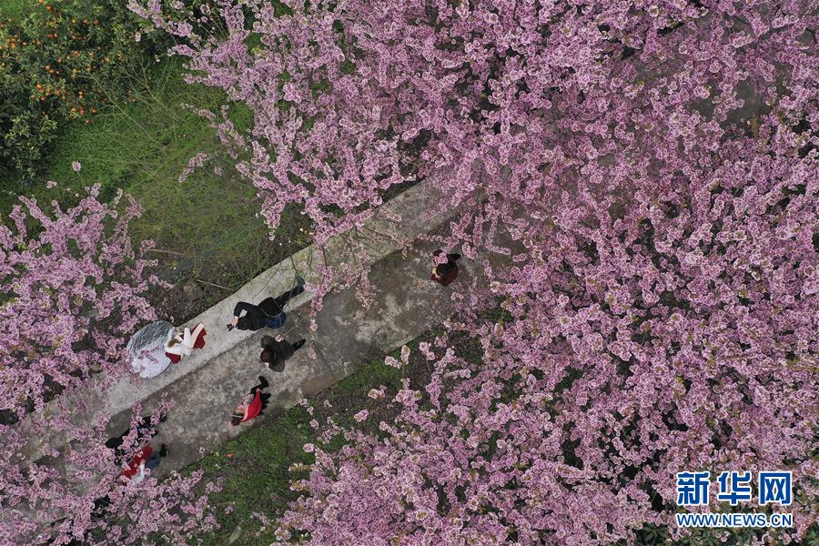 #（环境）（3）重庆北碚：春暖樱花开