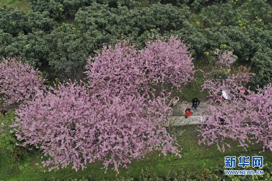 #（环境）（4）重庆北碚：春暖樱花开