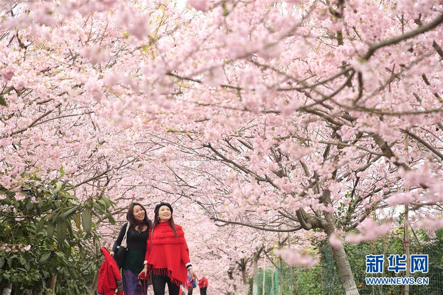 #（环境）（5）重庆北碚：春暖樱花开