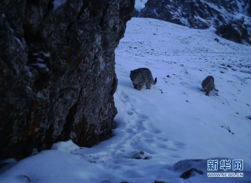 （图文互动）（1）新疆：天山冬季雪豹调查取得阶段性成果