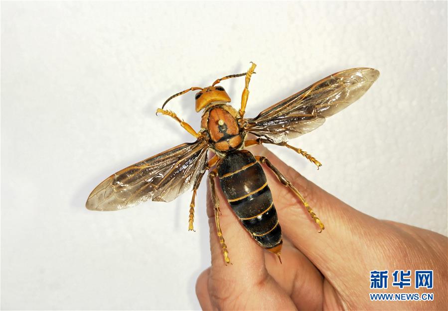 （图文互动）（2）昆虫专家在云南发现体长超过6厘米的超级大黄蜂