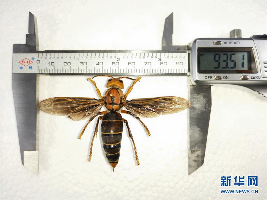 （图文互动）（3）昆虫专家在云南发现体长超过6厘米的超级大黄蜂