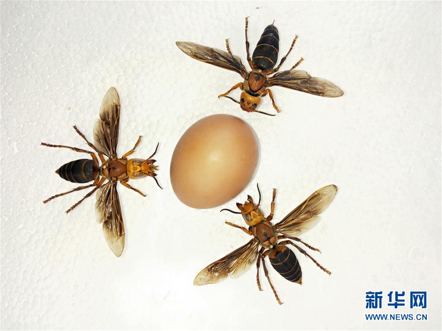 （图文互动）（4）昆虫专家在云南发现体长超过6厘米的超级大黄蜂