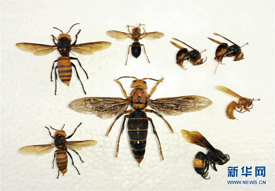 （图文互动）（5）昆虫专家在云南发现体长超过6厘米的超级大黄蜂