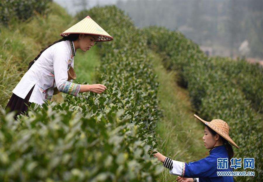（经济）（2）贵州春茶陆续开采