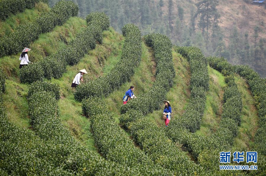 （经济）（4）贵州春茶陆续开采