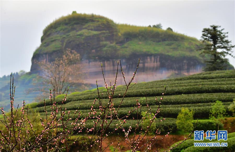 （春季美丽生态）（6）武夷山：生态茶园 静待采摘