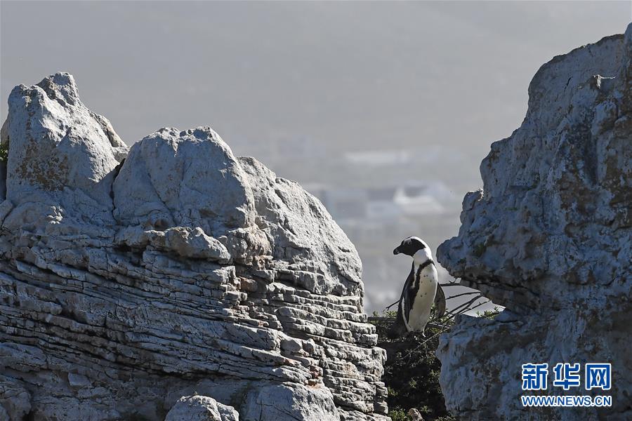 （国际）（2）走进南非贝蒂湾非洲企鹅保护区