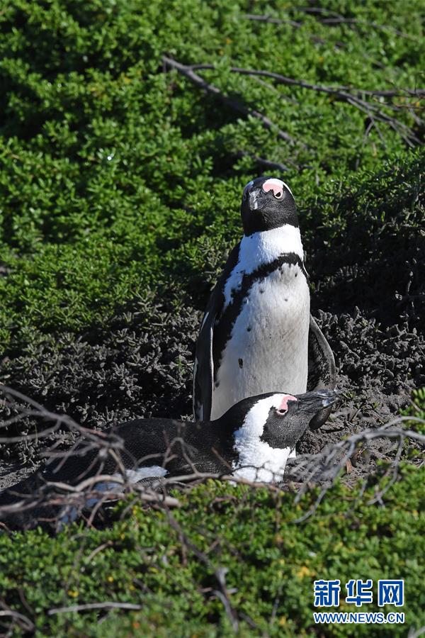 （国际）（3）走进南非贝蒂湾非洲企鹅保护区
