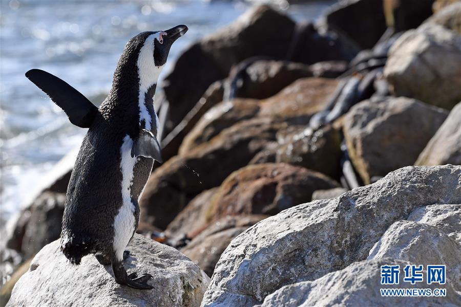 （国际）（4）走进南非贝蒂湾非洲企鹅保护区