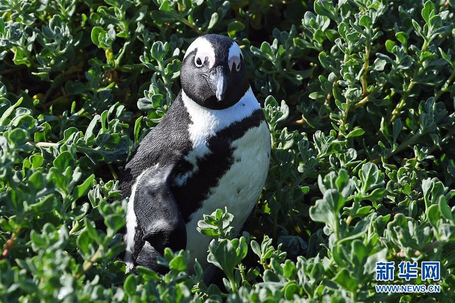 （国际）（5）走进南非贝蒂湾非洲企鹅保护区