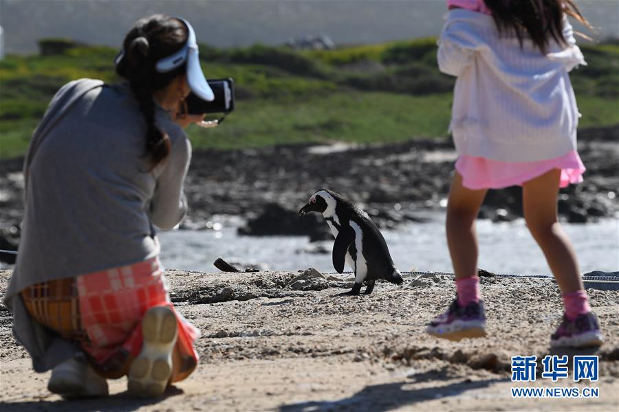 （国际）（7）走进南非贝蒂湾非洲企鹅保护区